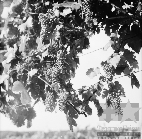 THM-BJ-01092 - Nagyüzemi szőlőtelepítés a Szekszárdi Állami Gazdaság földjén az 1970-es években