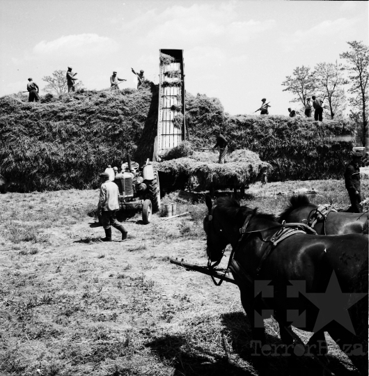 THM-BJ-01743 - Kazalrakás egy tolna megyei termelőszövetkezetben az 1960-as években 