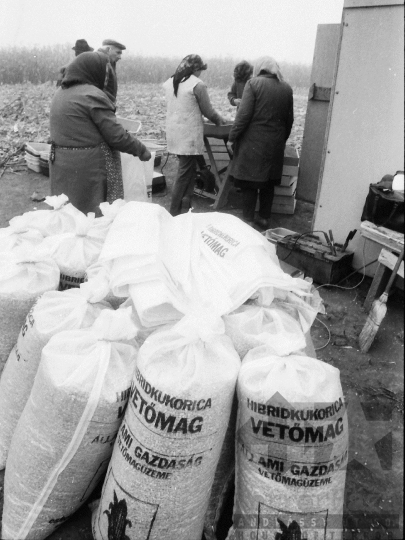 THM-BJ-02209 - Hibridkukorica-termelés a Dalmandi Állami Gazdaságban az 1980-as években 