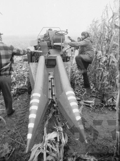 THM-BJ-02210 - Hibridkukorica-termelés a Dalmandi Állami Gazdaságban az 1980-as években 