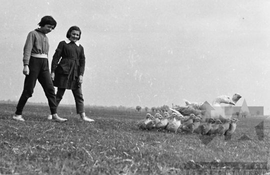 THM-BJ-02428 - Gyerekek és libák Dunakömlődnél az 1960-as években 