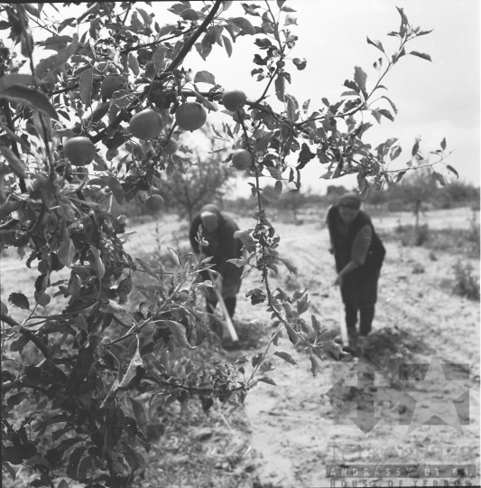 THM-BJ-02620 - Madocsai termelőszövetkezet gyümölcsöse az 1960-as években 