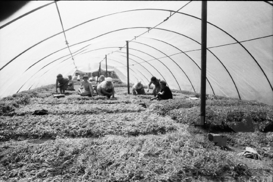 THM-BJ-03221 - Kocsolai termelőszövetkezet fóliasátras kertészete az 1980-as években 