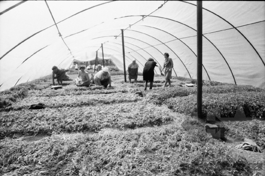 THM-BJ-03221a - Kocsolai termelőszövetkezet fóliasátras kertészete az 1980-as években 