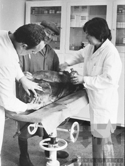 THM-BJ-03747 - Szekszárdi állatkórház az 1970-es években 