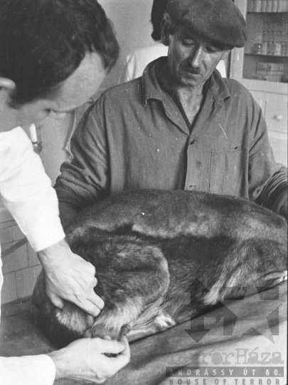 THM-BJ-03748 - Szekszárdi állatkórház az 1970-es években 