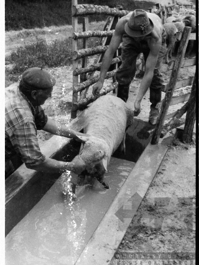 THM-BJ-03914 - Élősködők elleni egészségügyi akció, birkafürdetés a mőcsényi termelőszövetkezetben az 1980-as években