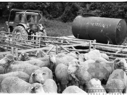 THM-BJ-03921 - Élősködők elleni egészségügyi akció, birkafürdetés a mőcsényi termelőszövetkezetben az 1980-as években