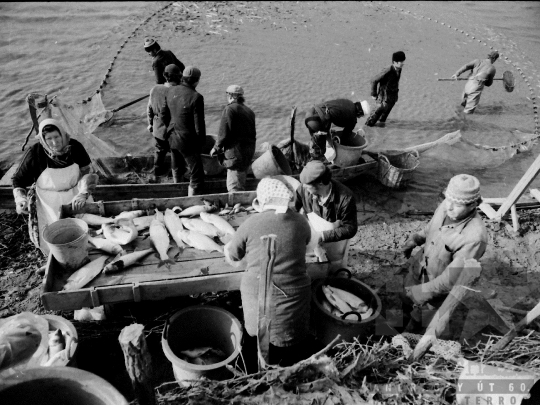 THM-BJ-04354 - Őszi lehalászás Tamásiban az 1980-as években
