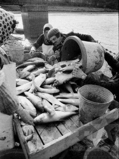 THM-BJ-04362 - Őszi lehalászás Tamásiban az 1980-as években