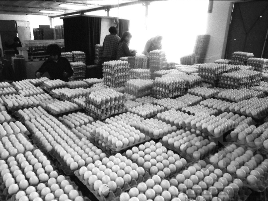 THM-BJ-04417 - Bátai termelőszövetkezet tojásüzeme az 1980-as években 