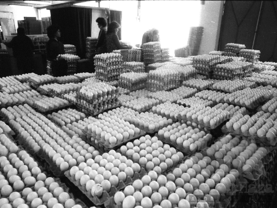 THM-BJ-04417a - Bátai termelőszövetkezet tojásüzeme az 1980-as években 