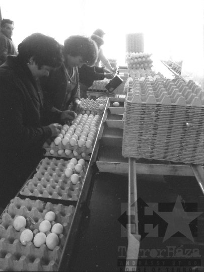 THM-BJ-04418 - Bátai termelőszövetkezet tojásüzeme az 1980-as években 