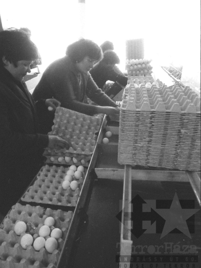 THM-BJ-04418a - Bátai termelőszövetkezet tojásüzeme az 1980-as években 
