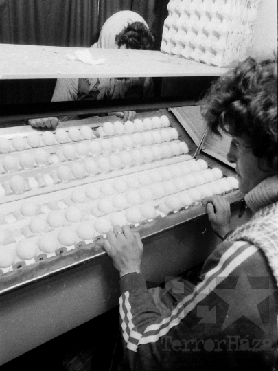 THM-BJ-04419 - Bátai termelőszövetkezet tojásüzeme az 1980-as években 
