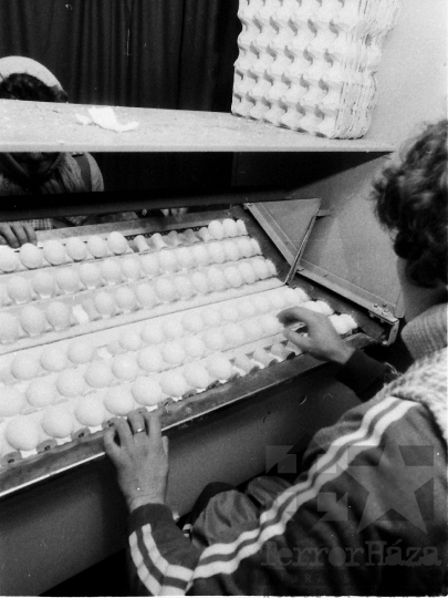 THM-BJ-04419a - Bátai termelőszövetkezet tojásüzeme az 1980-as években 