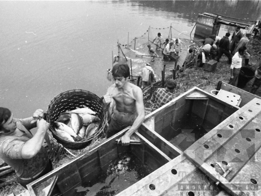 THM-BJ-04528 - Lehalászás a tamási termelőszövetkezetben az 1980-as években