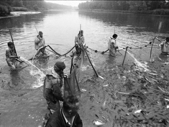THM-BJ-04529 - Lehalászás a tamási termelőszövetkezetben az 1980-as években