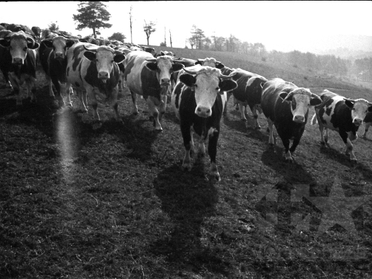 THM-BJ-05204 - Bonyhádi fajta tehenek legeltetése Kisdorogon az 1970-es években 