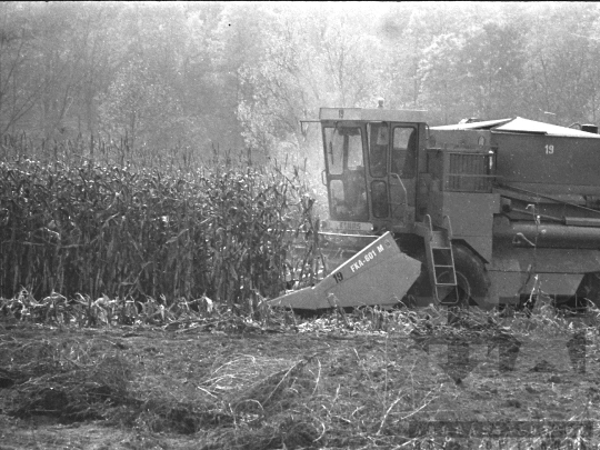 THM-BJ-06185 - Kukoricatábla Kisdorog mellett az 1970-es években 