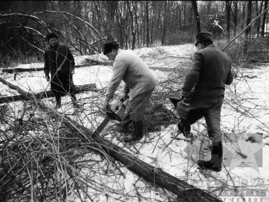 THM-BJ-06337 - Téli erdőirtás Sióagárdon az 1980-as években