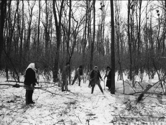 THM-BJ-06338 - Téli erdőirtás Sióagárdon az 1980-as években