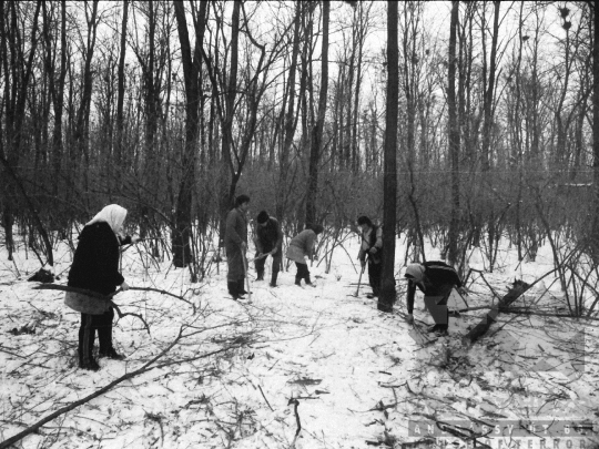 THM-BJ-06339 - Téli erdőirtás Sióagárdon az 1980-as években