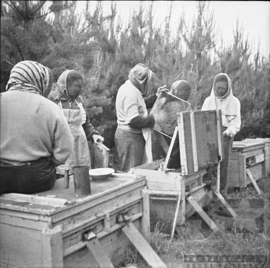 THM-BJ-08195 - Méhészeti munka Szekszárd-Sötétvölgyön az 1960-as években 