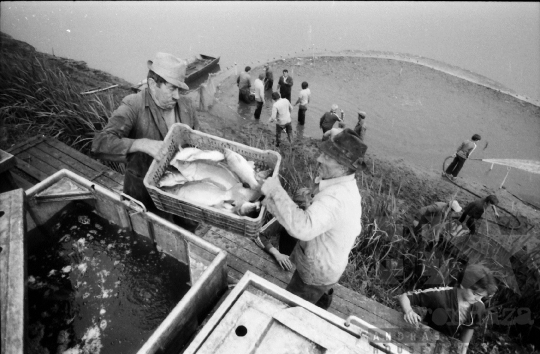 THM-BJ-08697 - Halászat a tamási termelőszövetkezetben az 1980-as években