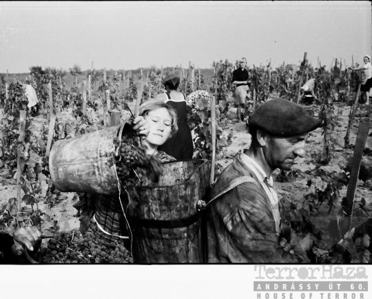 THM-BJ-10172 - Tamási Állami Gazdaság szőlőföldje Fornádon az 1960-as években 