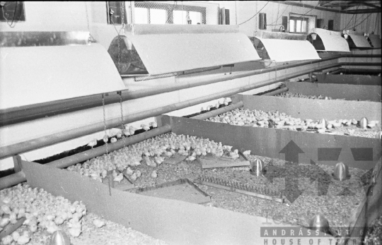 THM-BJ-10686 - Bátai termelőszövetkezet csibetelepe az 1960-as években