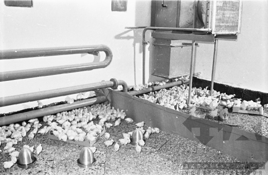 THM-BJ-10695 - Bátai termelőszövetkezet csibetelepe az 1960-as években