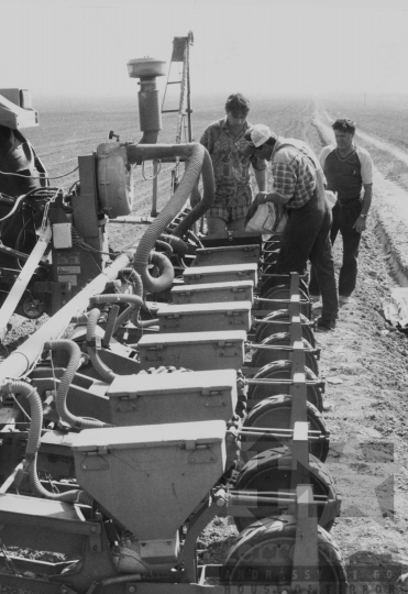 THM-BJ-11339 - Hibridkukorica-vetés a Szekszárdi Állami Gazdaság földjén az 1970-es években