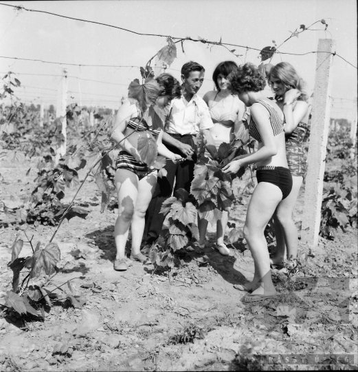 THM-BJ-00300 - Kommunista Ifjúsági Szövetség gyapai tábora az 1960-as években 