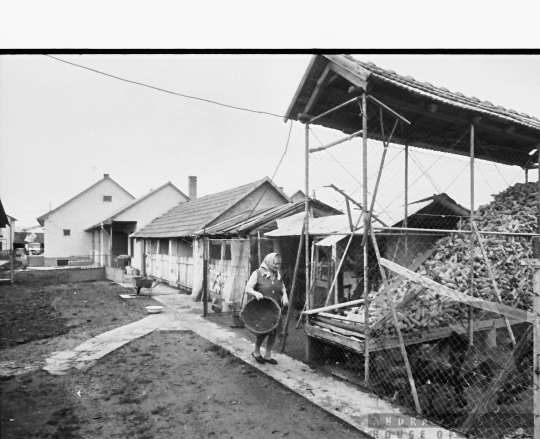 THM-BJ-00909 - Sertéstenyésztés egy tolna megyei háztáji gazdaságban az 1980-as években 