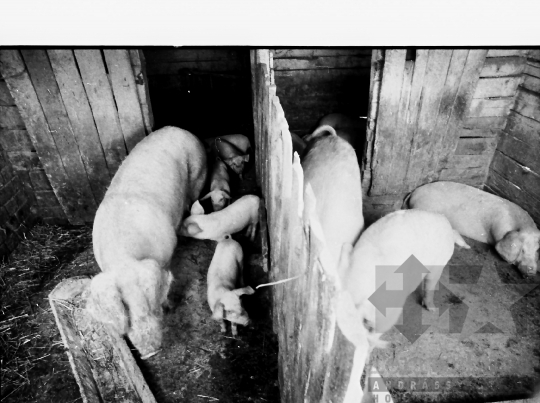 THM-BJ-00911 - Sertéstenyésztés egy tolna megyei háztáji gazdaságban az 1980-as években 