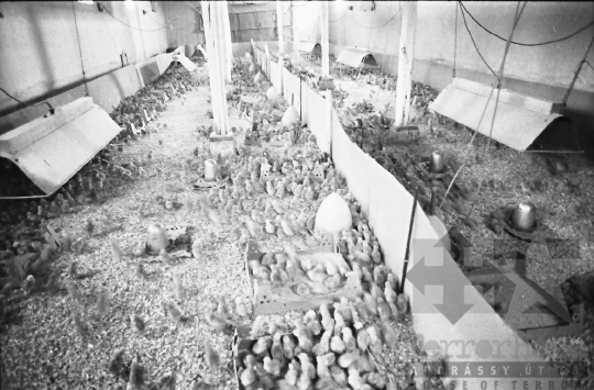 THM-BJ-00915 - Hőgyészi baromfikeltető állomás az 1980-as években 