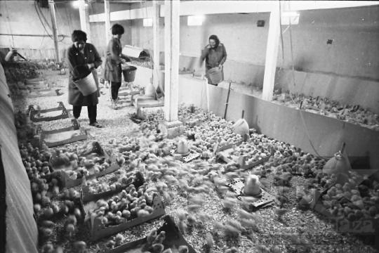 THM-BJ-00917 - Hőgyészi baromfikeltető állomás az 1980-as években 