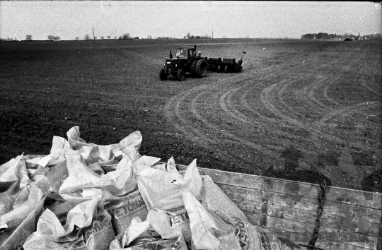 THM-BJ-00920 - Bonyhádi termelőszövetkezet kukoricaföldje az 1980-as években 