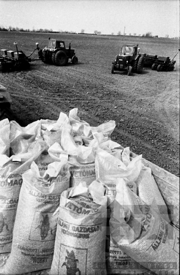 THM-BJ-00921 - Bonyhádi termelőszövetkezet kukoricaföldje az 1980-as években 
