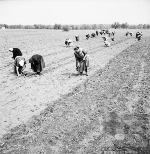 THM-BJ-01046 - Munka a földeken a döbröközi termelőszövetkezetben az 1970-es években