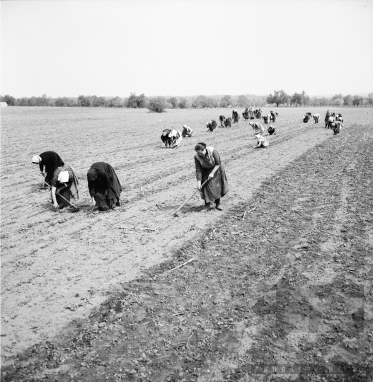 THM-BJ-01047 - Munka a földeken a döbröközi termelőszövetkezetben az 1970-es években