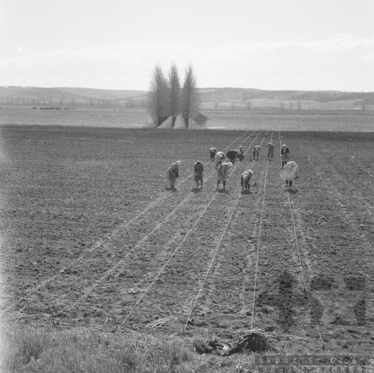 THM-BJ-01049 - Munka a földeken a döbröközi termelőszövetkezetben az 1970-es években