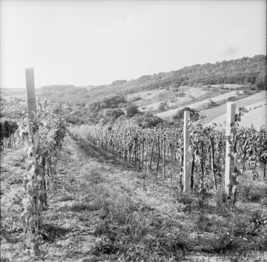 THM-BJ-01090 - Nagyüzemi szőlőtelepítés a Szekszárdi Állami Gazdaság földjén az 1970-es években