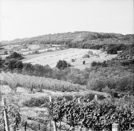 THM-BJ-01091 - Nagyüzemi szőlőtelepítés a Szekszárdi Állami Gazdaság földjén az 1970-es években
