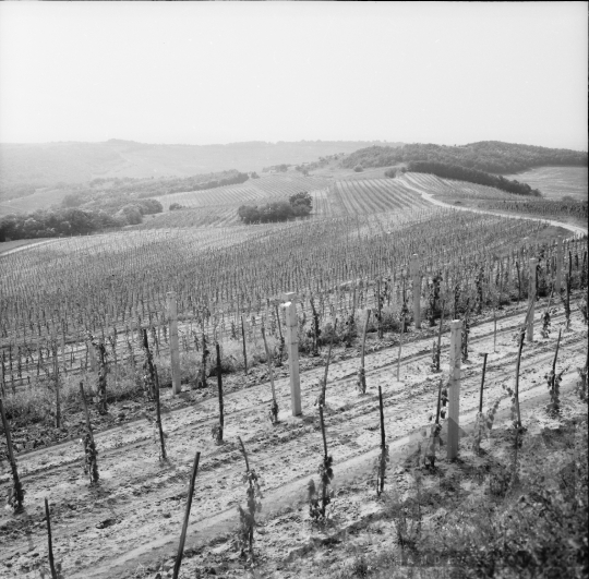 THM-BJ-01094 - Nagyüzemi szőlőtelepítés a Szekszárdi Állami Gazdaság földjén az 1970-es években
