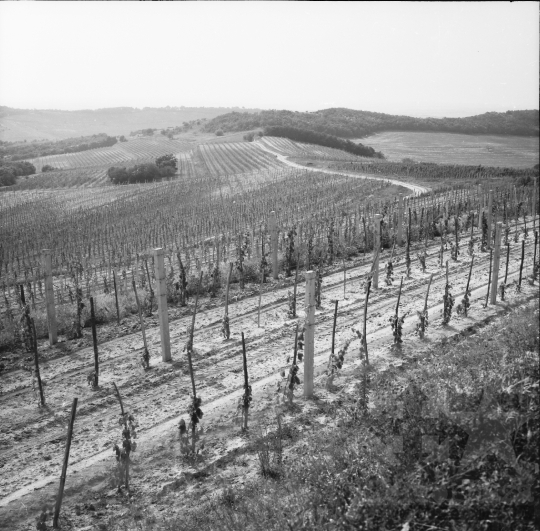 THM-BJ-01095 - Nagyüzemi szőlőtelepítés a Szekszárdi Állami Gazdaság földjén az 1970-es években