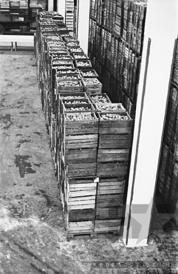 THM-BJ-01152 - Mözsi termelőszövetkezet hűtőháza az 1970-es években