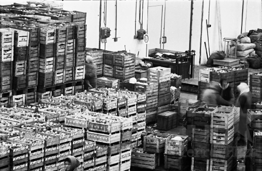 THM-BJ-01154 - Mözsi termelőszövetkezet hűtőháza az 1970-es években