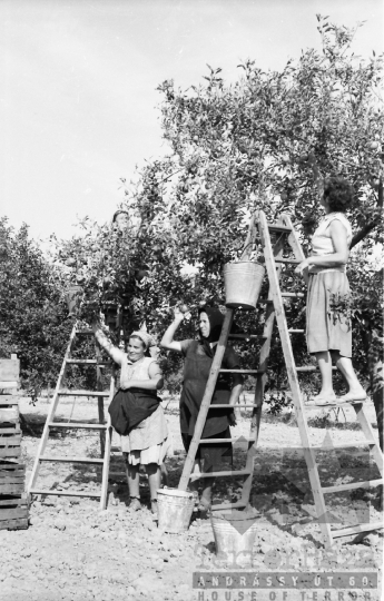 THM-BJ-01191 - Betakarítás a Paksi Állami Gazdaság termőföldjén az 1960-as években